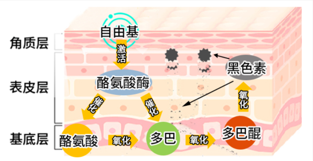 而研究发现,l-半胱氨酰胺可以作为酪氨酸酶介导的多巴色素形成和真黑