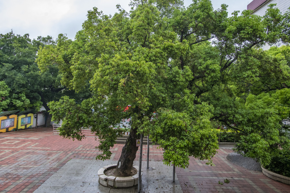 树说广州枝繁叶茂黄樟树守护古村上百年