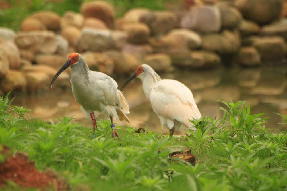 国宝朱鹮入驻湖南汉寿野生动物世界