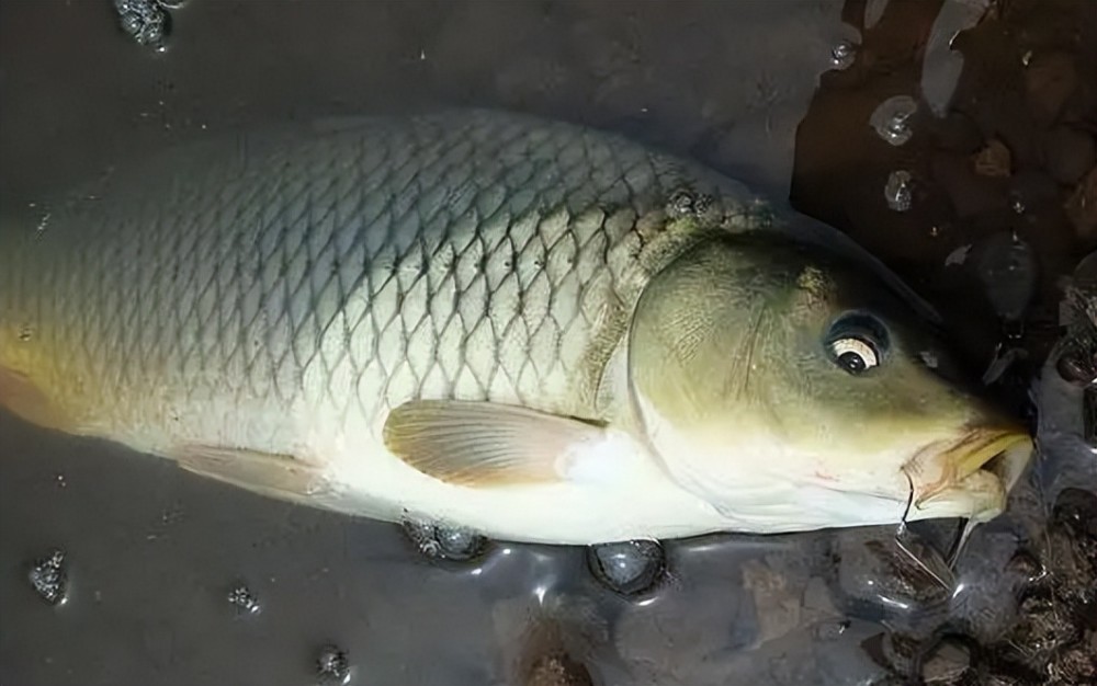 最全夏季钓鲤鱼绝招,简直就是大鲤鱼的"克星",爆护也变得轻松_腾讯