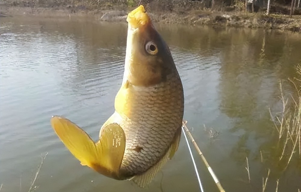最全夏季钓鲤鱼绝招,简直就是大鲤鱼的"克星",爆护也变得轻松_腾讯
