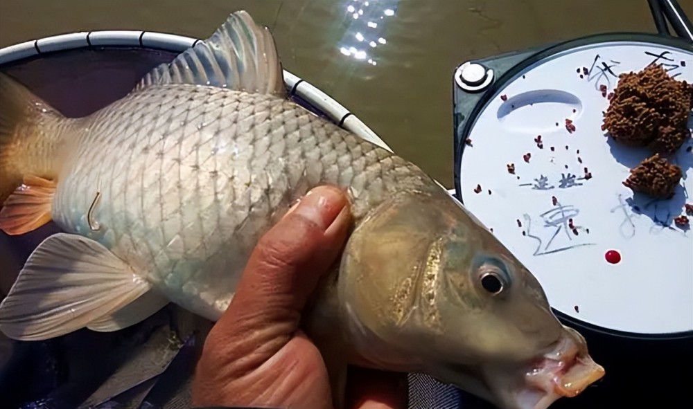 最全夏季钓鲤鱼绝招,简直就是大鲤鱼的"克星",爆护也变得轻松_腾讯