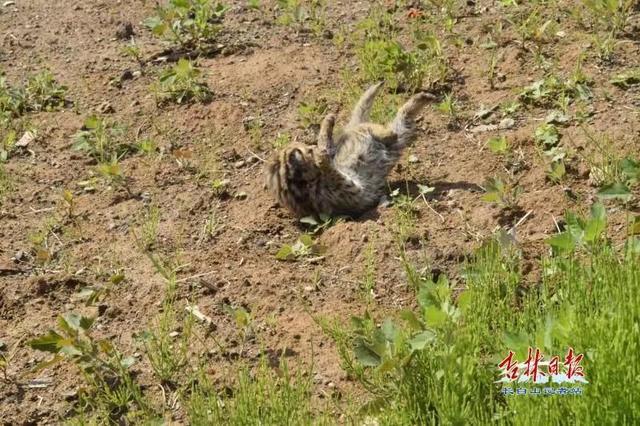 救助的这种豹猫与狸猫是近亲,学名叫豹猫,也叫狸猫,当地人叫它山狸子