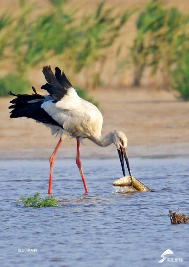 《黄河流域生态保护研究丛书·黄河三角洲生态保护卷》正式出版发行