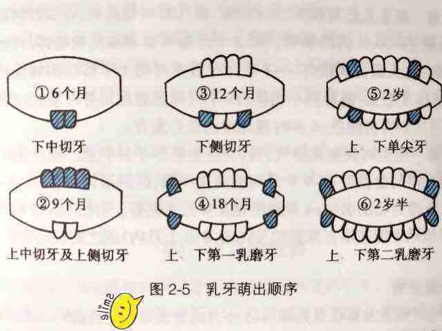 寶寶長牙時間順序表論乳牙對孩子的重要性家長要做好護理