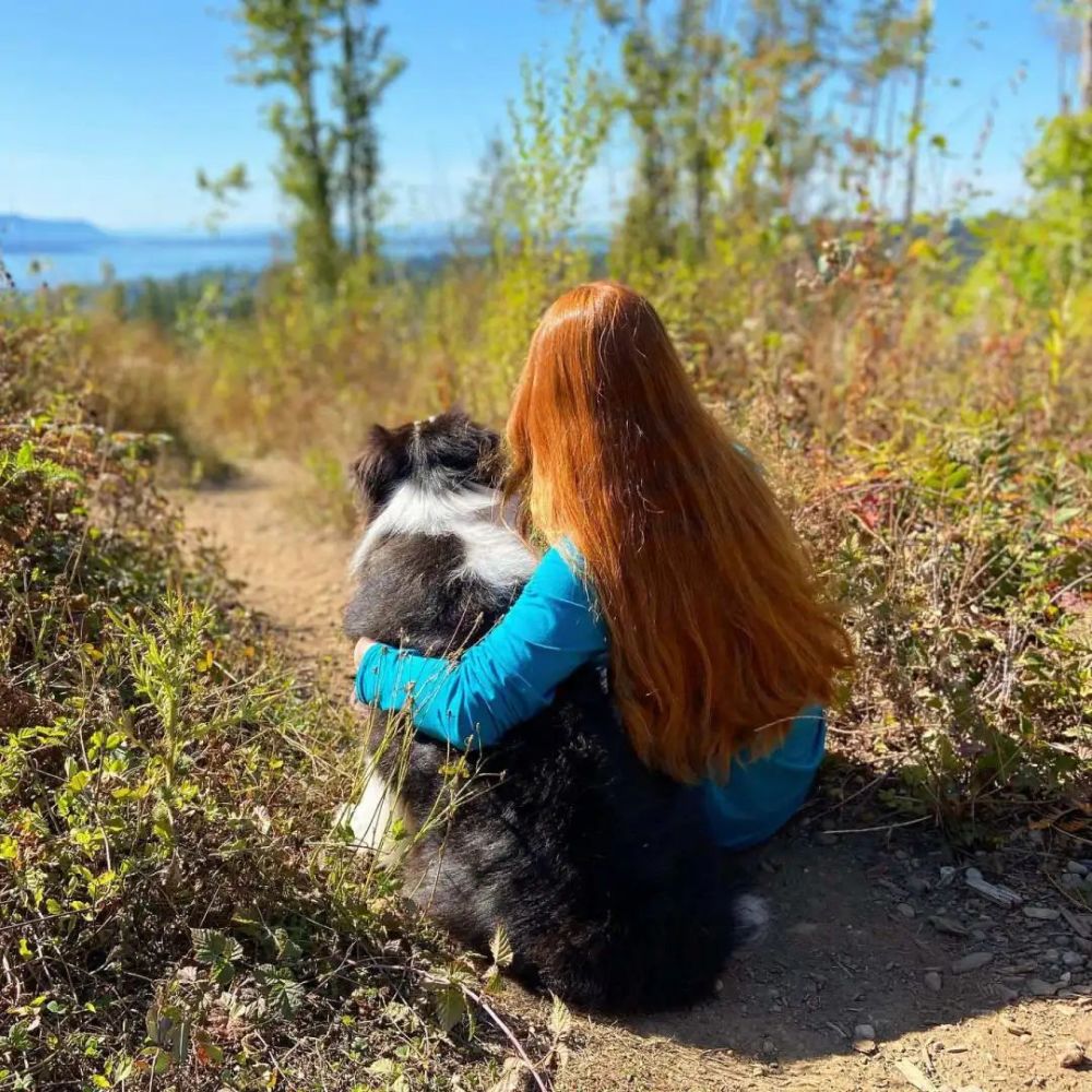 会玩音乐会画画？牧羊犬吸粉500W，却突然患癌离世…谢谢你来过墨菲定律害人不浅