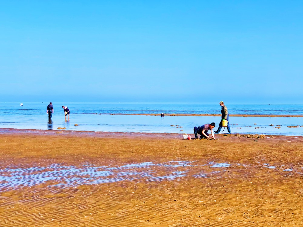 夏家河子趕海發現海錢