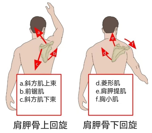 肩胛骨内旋图片