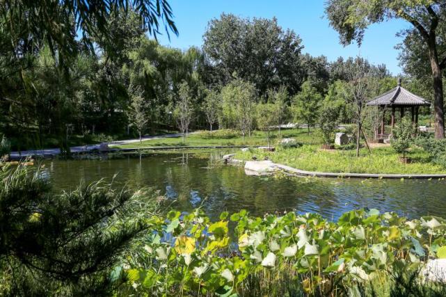 玉淵潭公園溼地據市園林綠化局野生動植物和溼地保護處處長張志明介紹