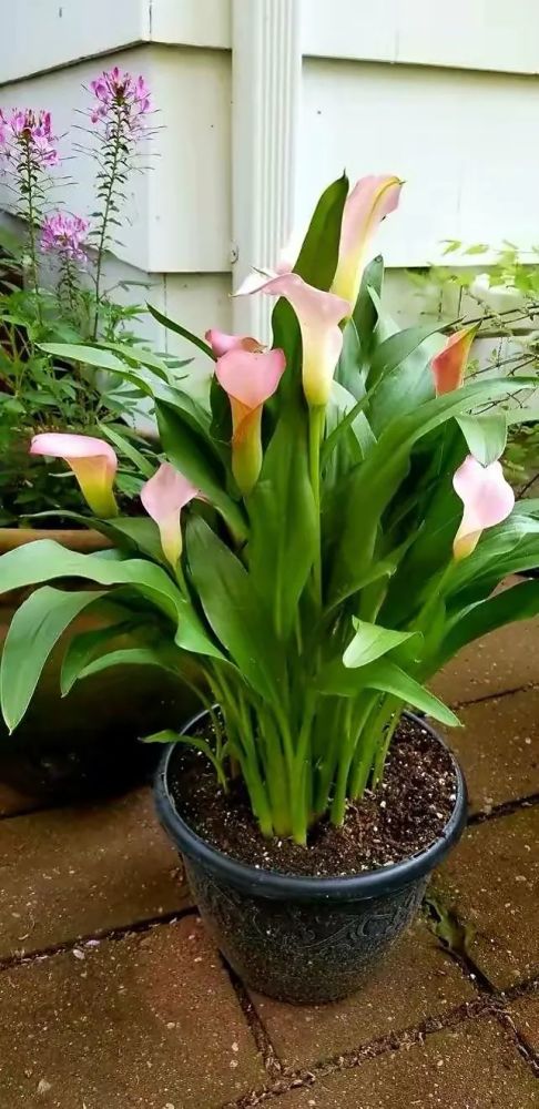 3种"喜水花卉",只要多浇点水,叶子碧绿养眼,开花仙气十足_腾讯新闻