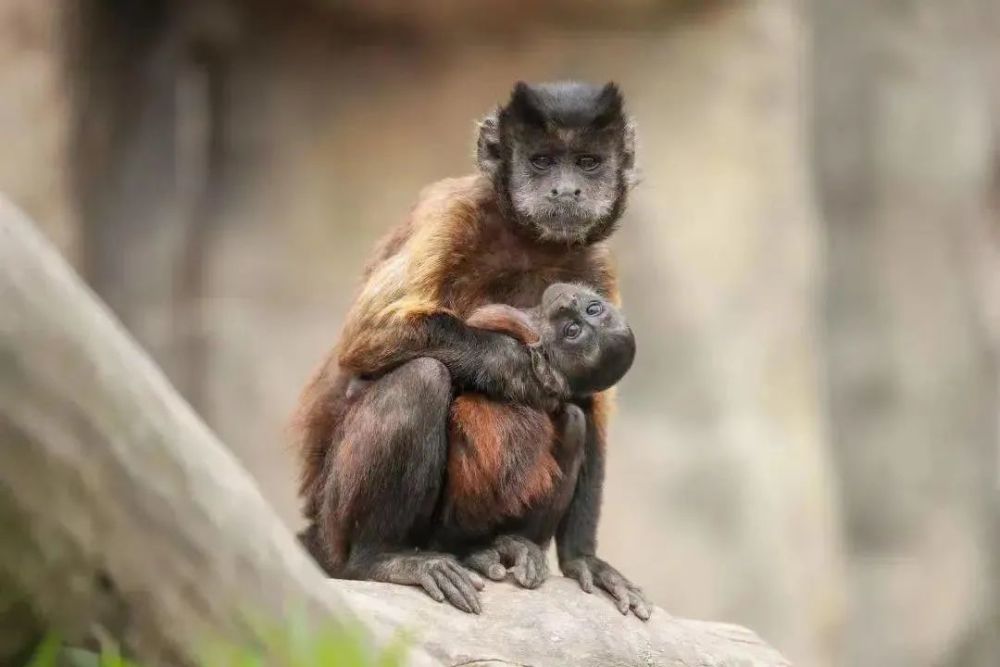 齊劉海獅子國字臉猴子這些網紅動物憑藉顏值火出圈