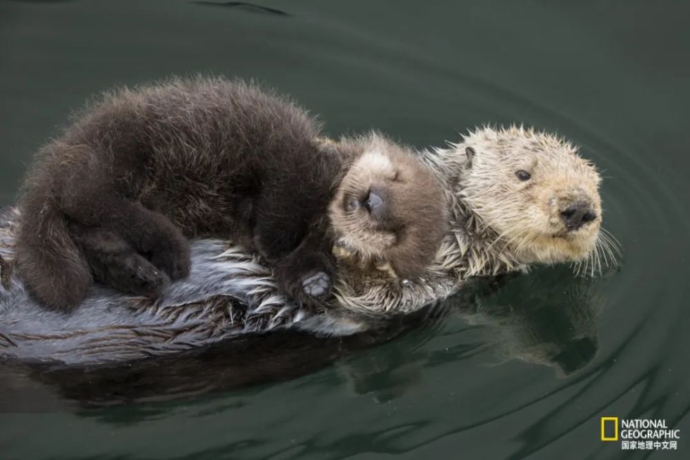 海獭宝宝睡在妈妈的肚皮上摄影:suzi eszterhas水獭宝宝图源:imgur.