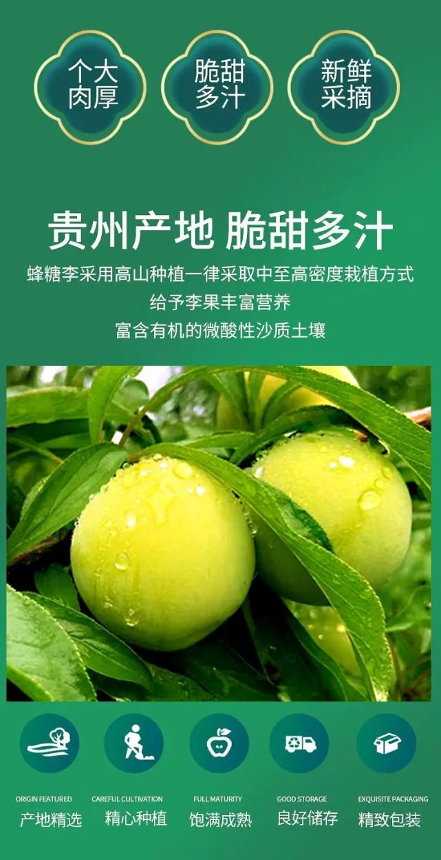 如期而至预售首发果中爱马仕镇宁六马蜂糖李底价预售中