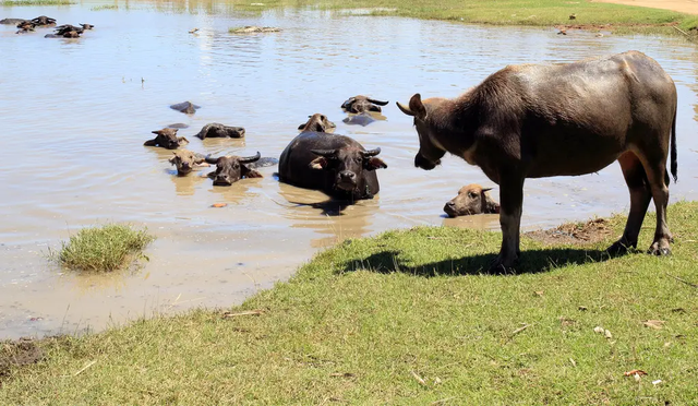 8種能反殺掠食者的動物水牛能反殺萬獸之王獅子嗎