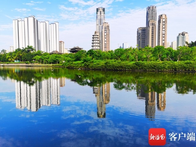 原创组图|海口美舍河红树开花白鹭飞