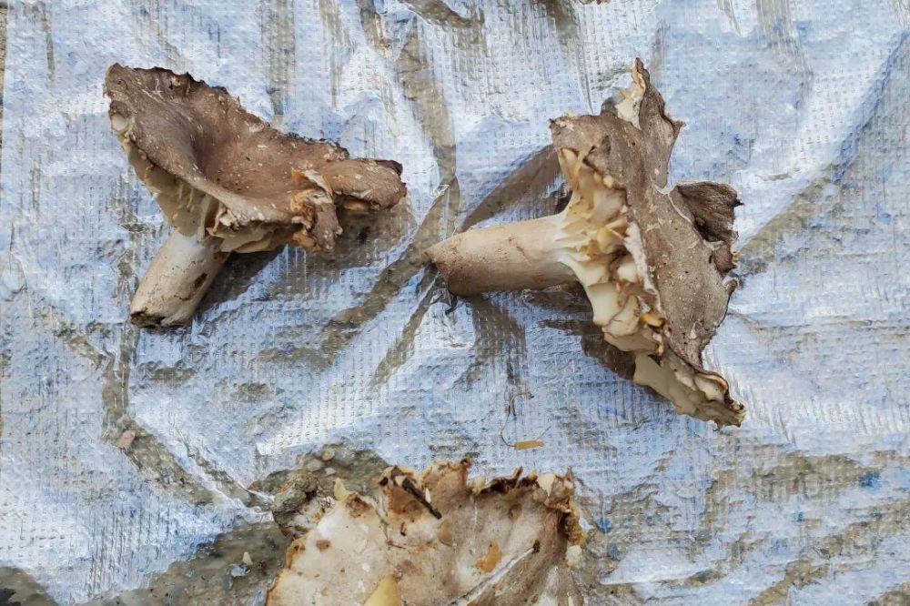 该菌受伤后或者干后会变得像火炭一样黑,因此与可以食用的稀褶红菇和