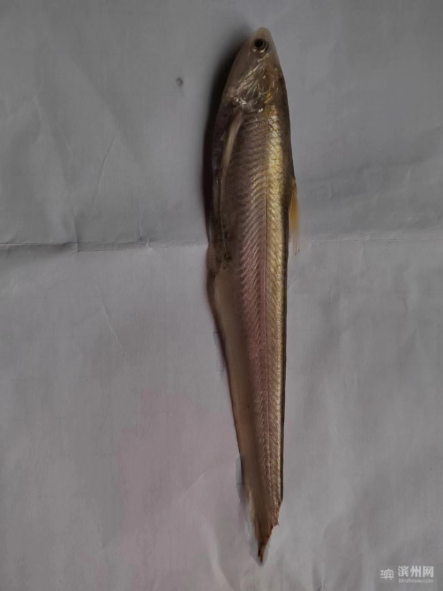 台子镇齐东古城公园沙滩处发现黄河刀鱼