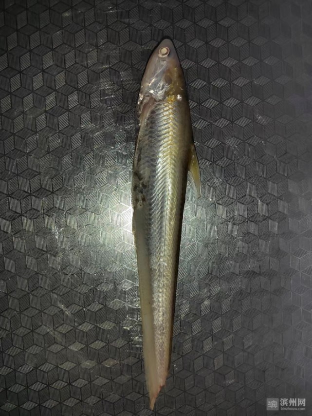 台子镇齐东古城公园沙滩处发现黄河刀鱼