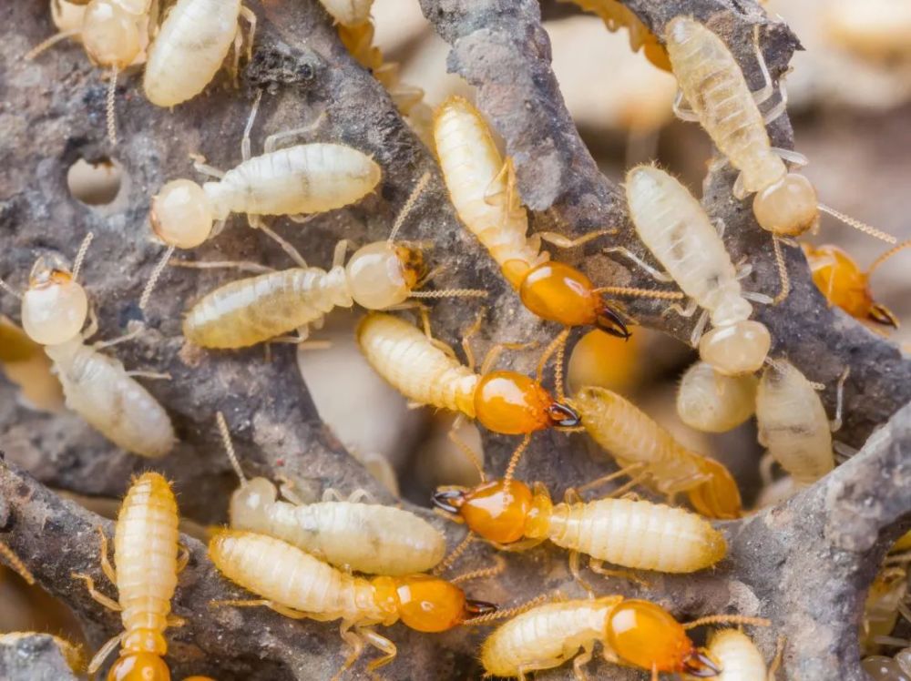 白蚁是一种营巢穴,群栖性的昆虫,在长期适应环境的过程中,白蚁群体