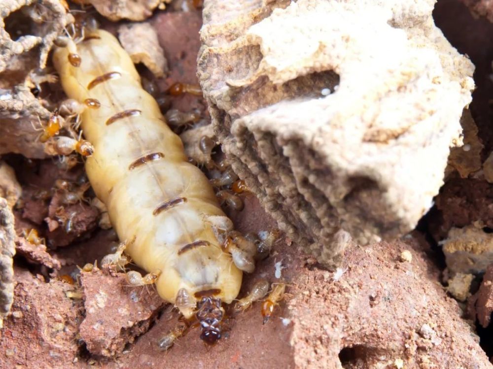 成千上万只具有繁殖能力有翅成虫,也就是说如果不及时对白蚁进行防制