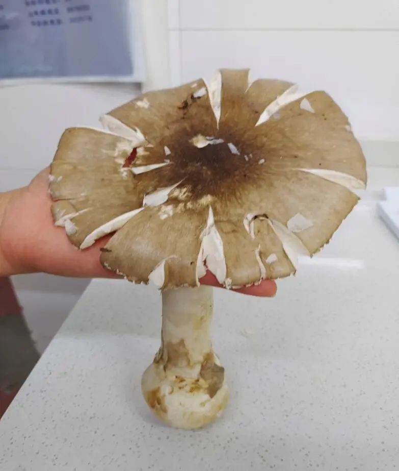 假褐云斑鹅膏 有毒4残托鹅膏,小毒蝇鹅膏,全区各地分布,含异噁唑衍生