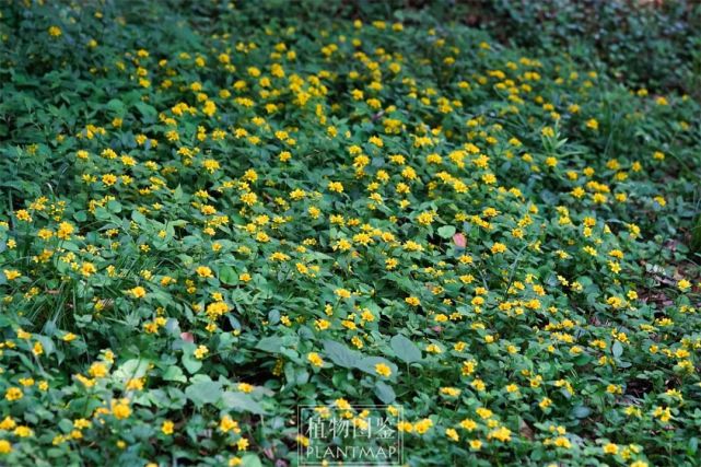 聚花过路黄,好一片明亮的黄