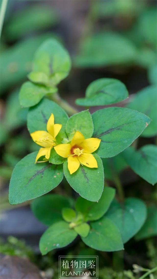 聚花过路黄好一片明亮的黄