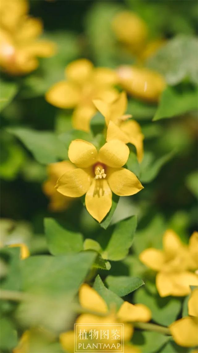 聚花过路黄,好一片明亮的黄