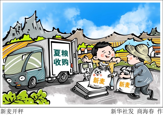 (图表·漫画)【关注三夏】新麦开秤|开镰|三夏|北京|国家粮食和储备局