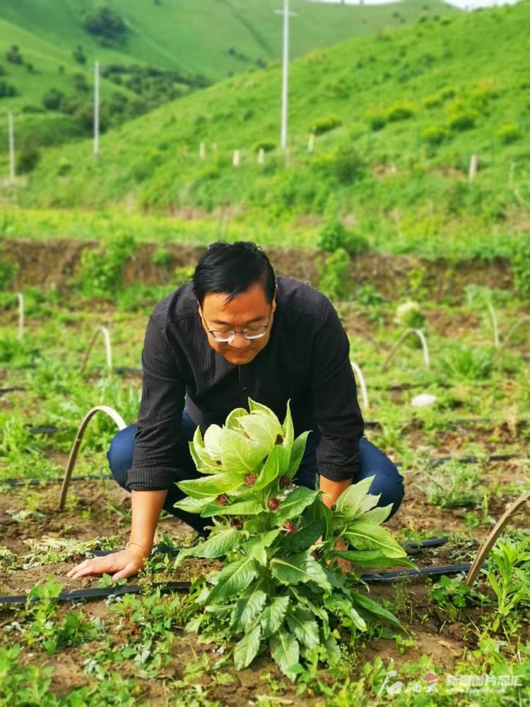 5月中旬以来,巩留县库尔德宁镇阔克塔勒村雪莲种植基地26株雪莲花陆续