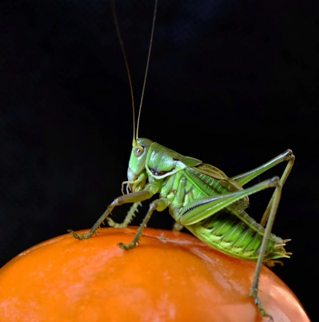 杏坛杯|蝈蝈 小学