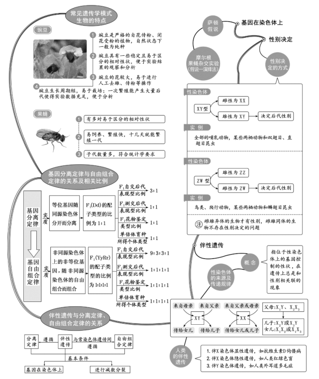 高中《生物學》思維導圖