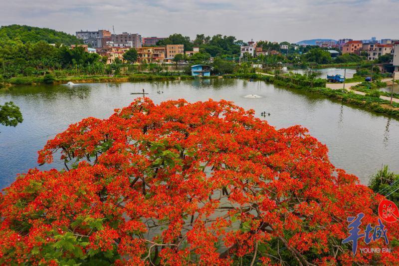 大美岭南佛山顺德龙江与水为伴枕水而眠