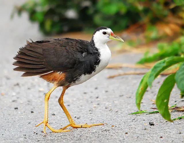 经鉴定,被林某捕获的鸟类为白胸苦恶鸟,本地俗称"米鸡",属国家三有