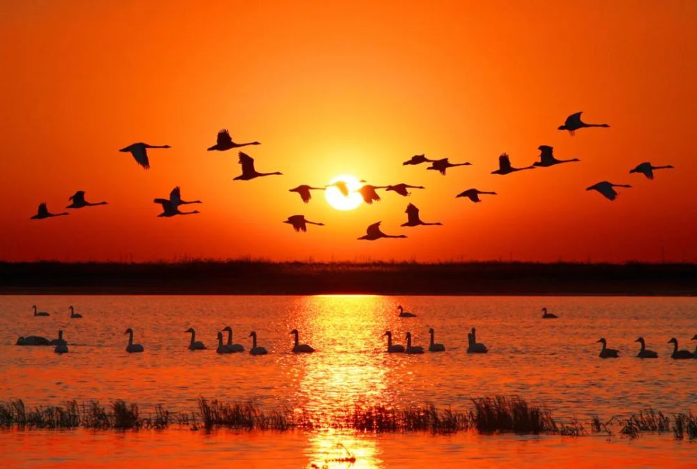 大美中国i自然山东东营醉美黄河口湿地二