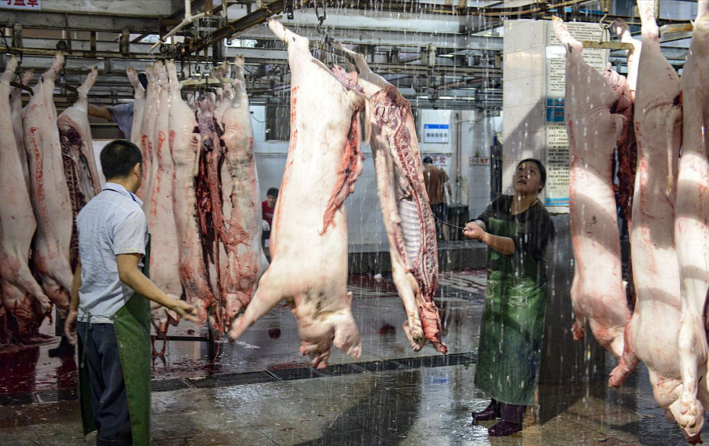 6月份屠宰场盈利或将攀升发生了啥猪价要跌惨