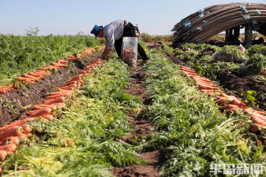 胡萝卜喜获丰收莱西即墨等地亩产过万斤超六成出口