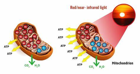 红光促进线粒体合成atp图源:《health benefits of red light therapy