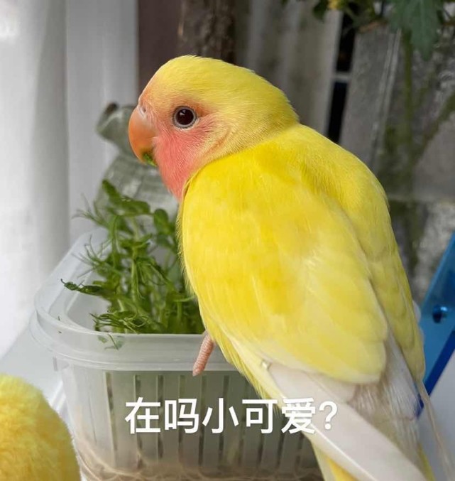 黄鹦鹉表情包叫什么图片