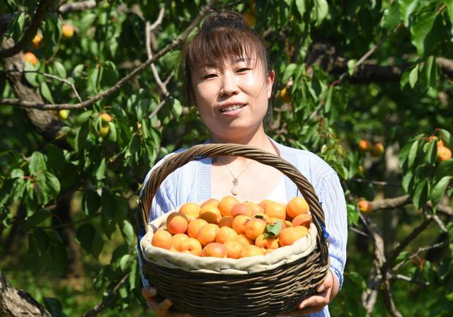 北京平谷北寨红杏成熟采摘忙