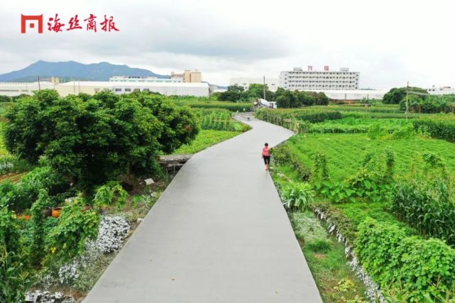 洪濑这条30多年狭窄土路,变化太大|西林村|洪濑镇|苏梅|黄振华