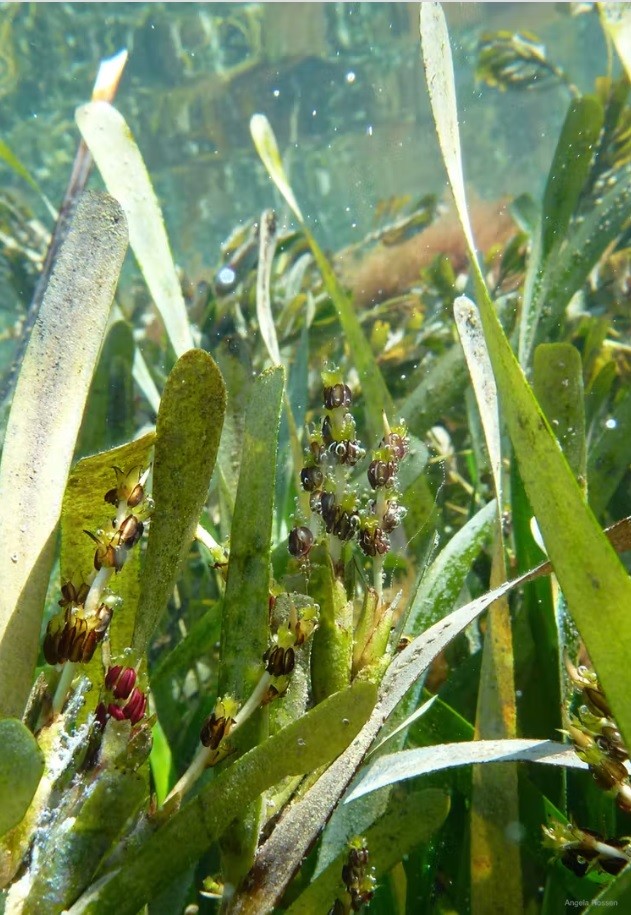 另一种是无性繁殖,海草延伸自己的根茎,在根茎上长出新的