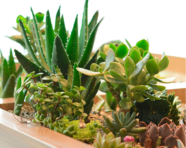 养花肥料五花八门 如何选 3种 必备 2种 可选 足矣 腾讯新闻