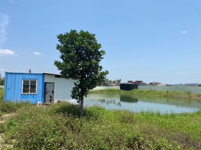 江邊農場番禺石樓海鷗島12畝江邊農場轉讓有5畝魚塘有建築15年年限