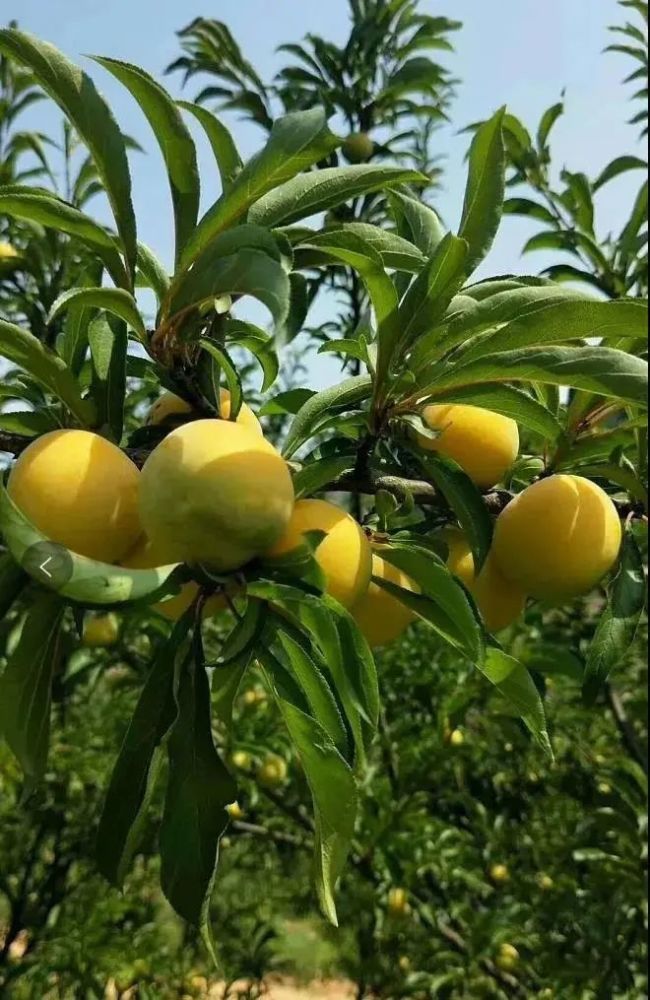 底价预售六马蜂糖李李中爱马仕核心产区果农直供竞然只卖