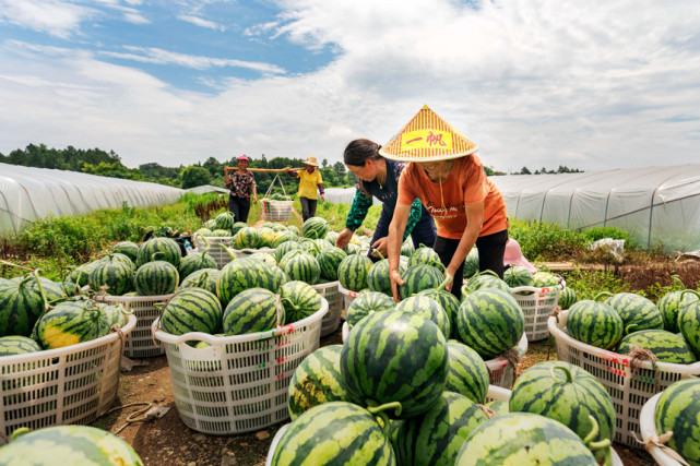 江西永新:西瓜成熟采摘忙 增收致富产业旺