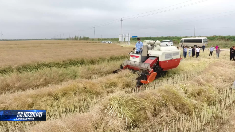盐都区大纵湖镇花陇村种粮大户 夏其红:"今年我们种了180亩宁麦13小麦