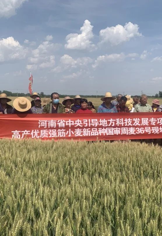 【重磅】周麦36 确实很优秀!田间地头大舞台,"秀"遍黄淮海!