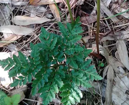 農村植物,樣子像芹菜,挖開像雞爪,靚麗外貌受青睞