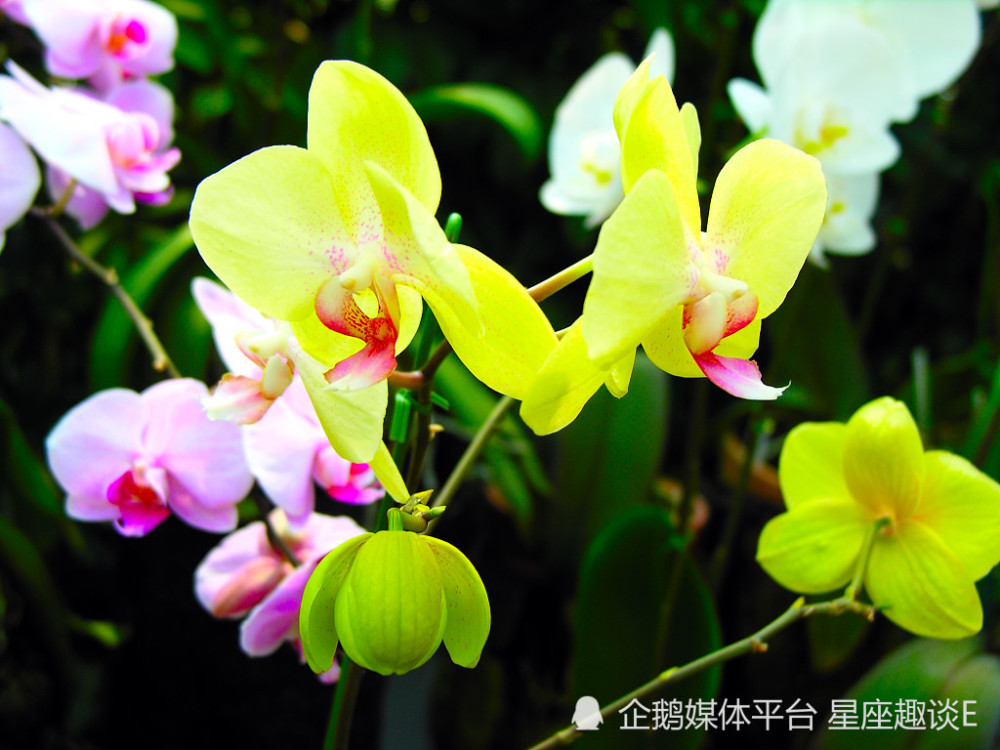 6月4日星座运势 苦尽甘来 喜气盈门的四大星座 腾讯新闻